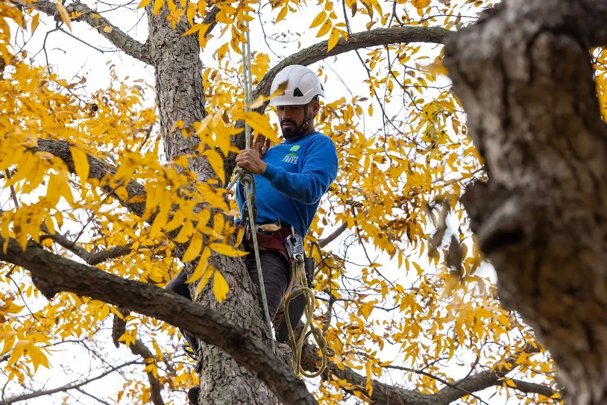 Skilled Tree Trimming crew working in Hoxie